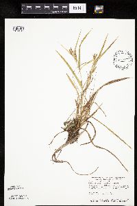 Carex granularis image