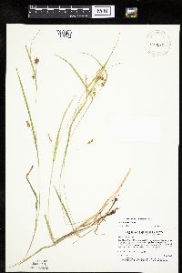 Carex granularis image