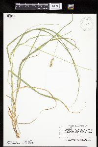 Carex gravida image