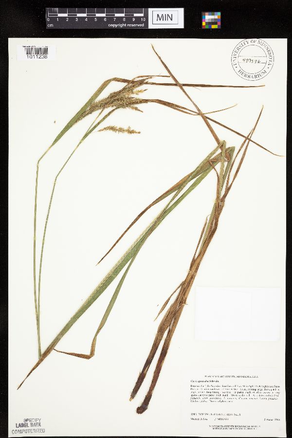 Carex gynandra image