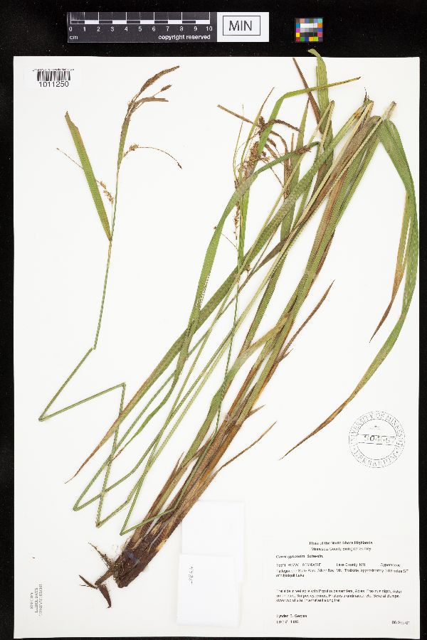 Carex gynandra image