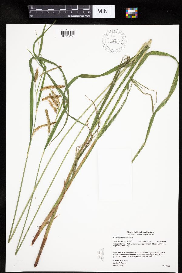 Carex gynandra image