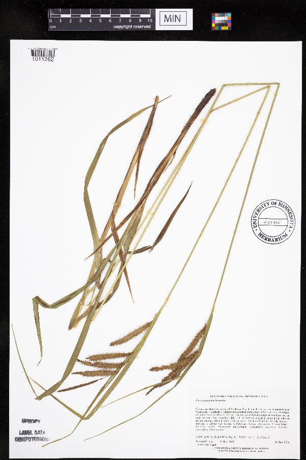 Carex gynandra image
