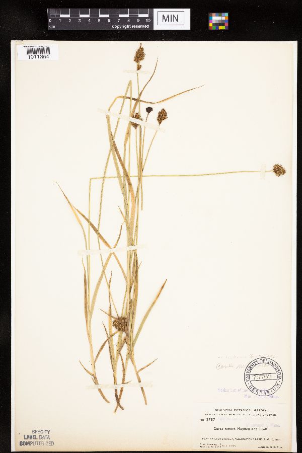 Carex haydeniana image