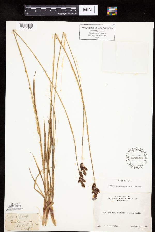 Carex heteroneura image