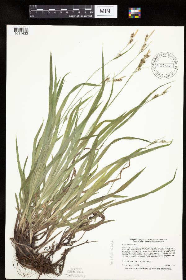 Carex hirtifolia image