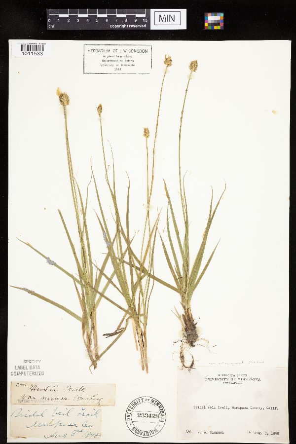 Carex hoodii image