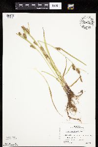 Carex houghtoniana image