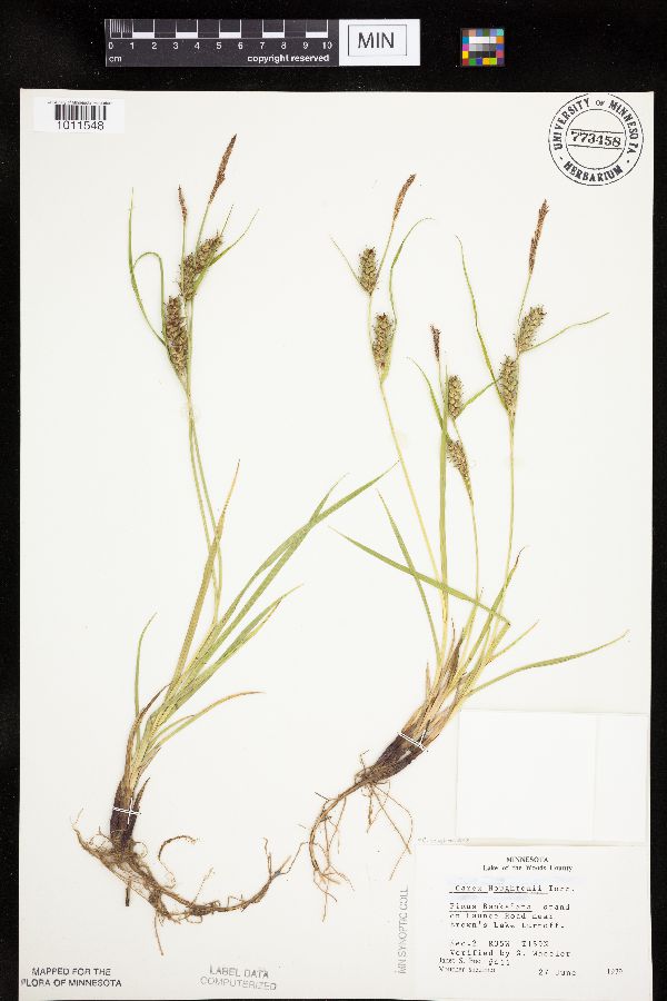 Carex houghtoniana image