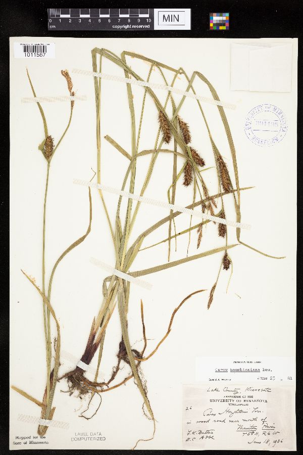 Carex houghtoniana image
