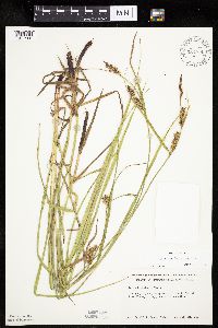 Carex houghtoniana image