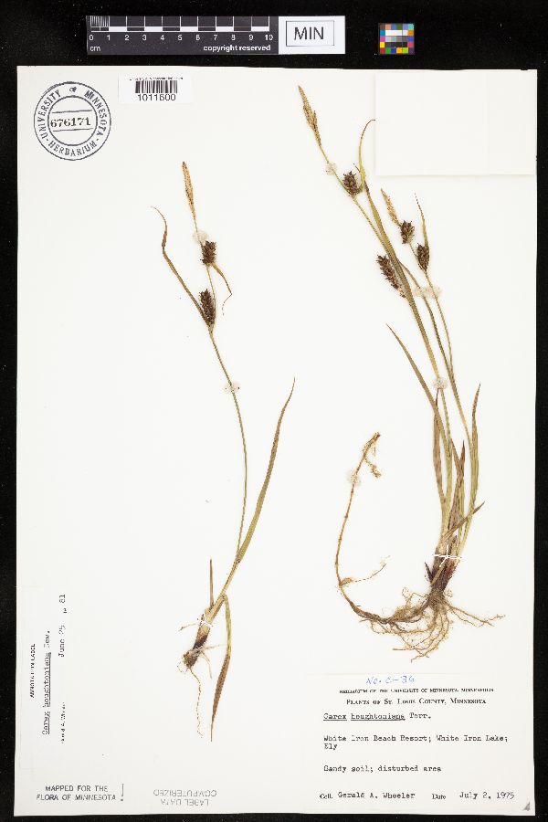 Carex houghtoniana image