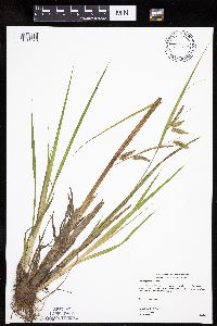 Carex hystericina image