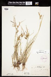 Carex hystericina image