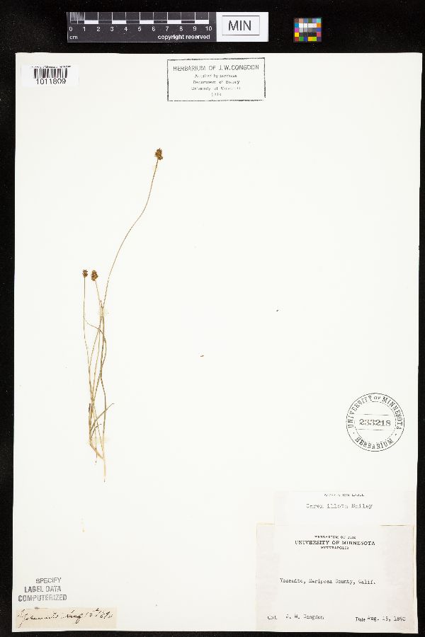 Carex illota image