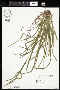 Carex intumescens image