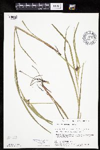 Carex intumescens image