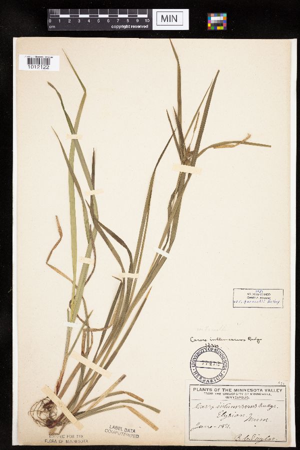 Carex intumescens image