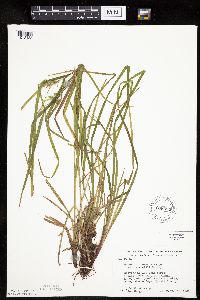 Carex intumescens image