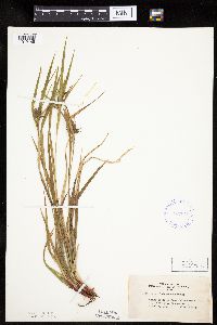 Carex intumescens image