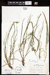 Carex intumescens image