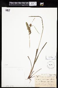 Carex intumescens image