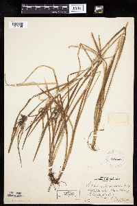 Carex intumescens image