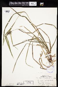 Carex intumescens image