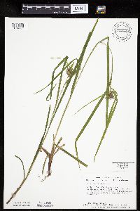 Carex intumescens image