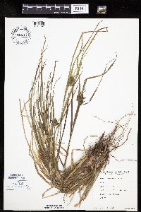 Carex intumescens image