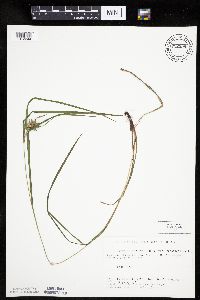 Carex intumescens image