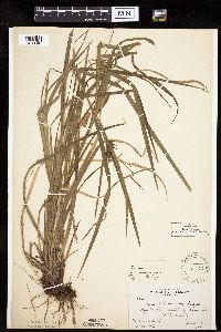 Carex intumescens image