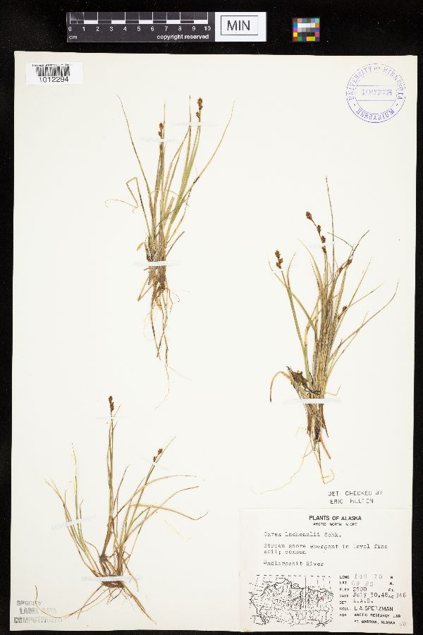 Carex lachenalii image