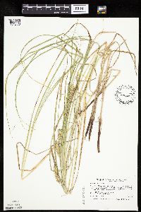 Image of Carex laeviconica