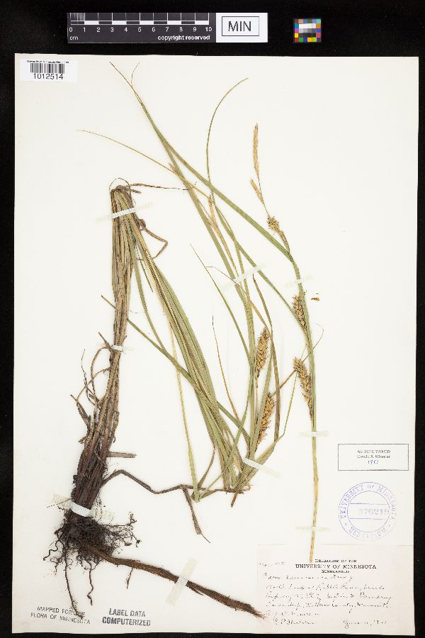 Carex laeviconica image