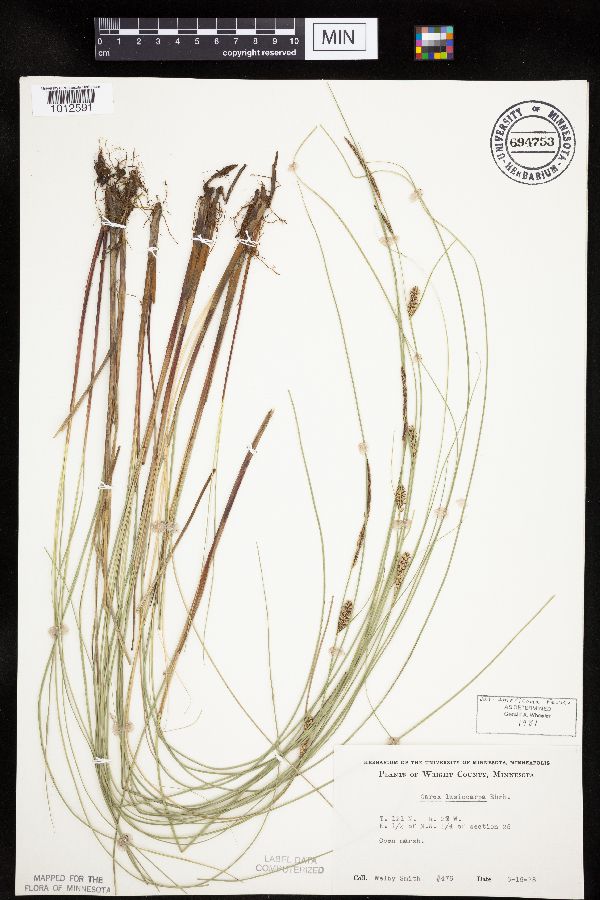 Carex lasiocarpa image