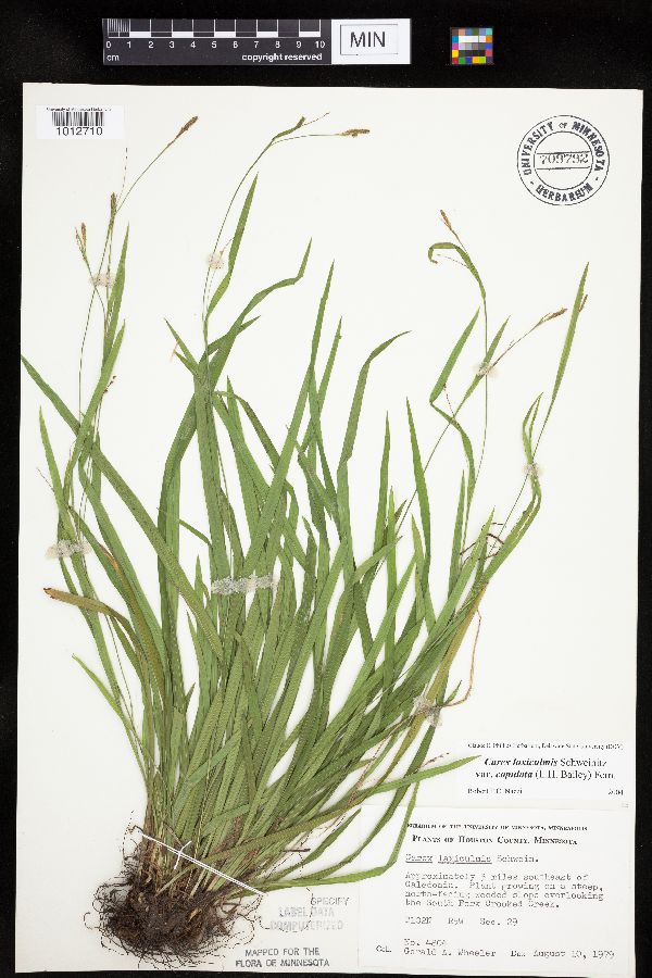 Carex laxiculmis image