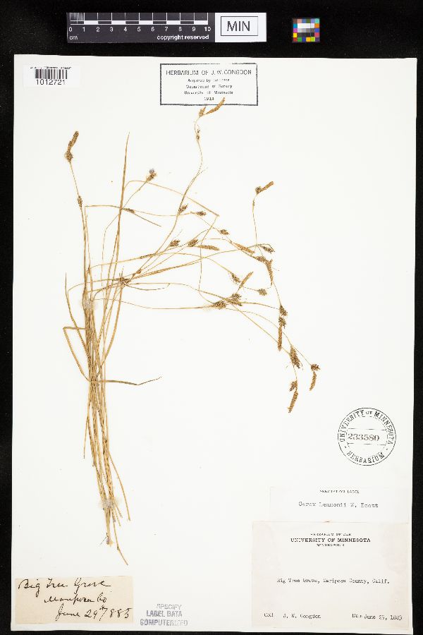 Carex lemmonii image