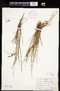 Carex lenticularis var. lenticularis image