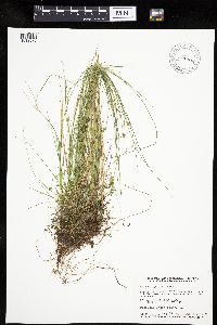 Carex leptalea image