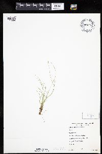 Carex leptalea image