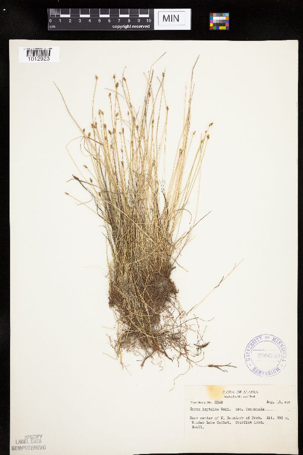 Carex leptalea image