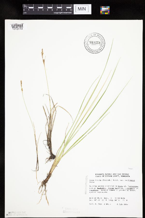 Carex livida image