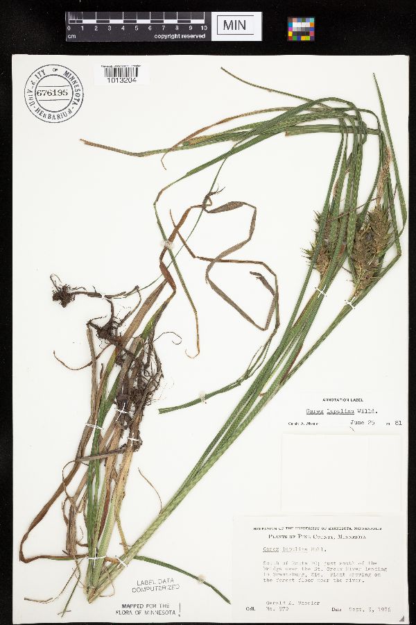 Carex lupulina image