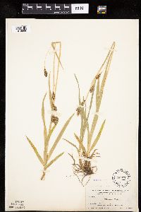 Carex luzulina image