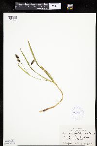 Carex macrochaeta image