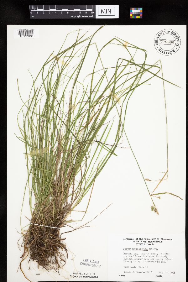 Carex magellanica image