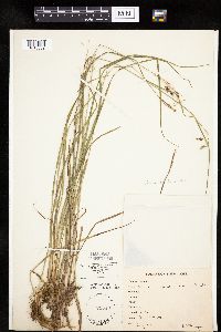 Image of Carex magellanica