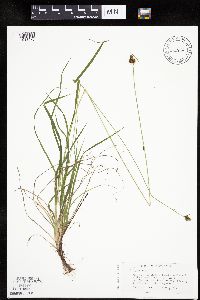 Carex media image