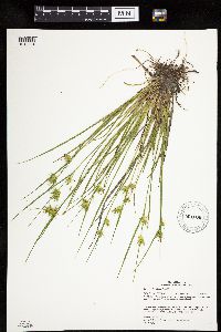 Carex michauxiana image